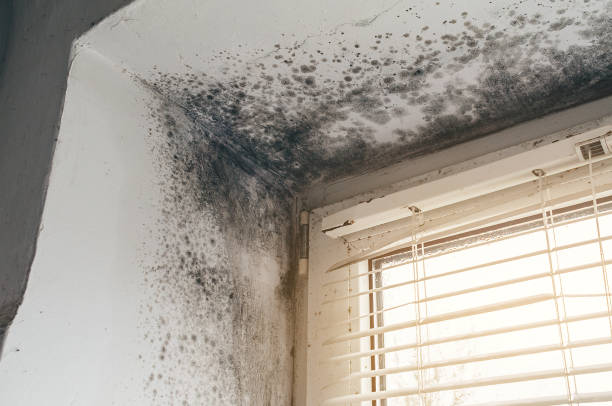 Mold Removal service in Saratoga